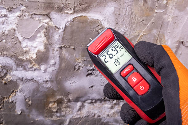 Best Mold Removal Company Near Me  in West Homestead, PA